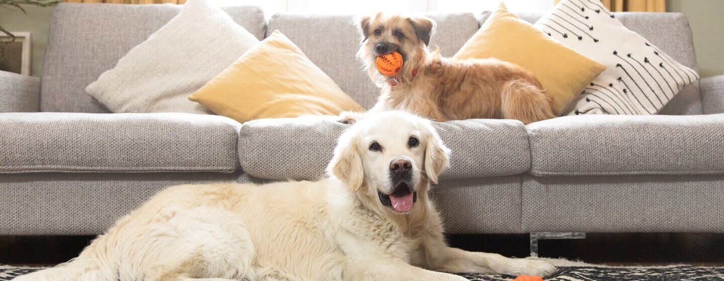 Dog shop eating sofa